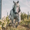 La Clandestine de La Peyre, vin bio, cuvée Pirate – Image 3