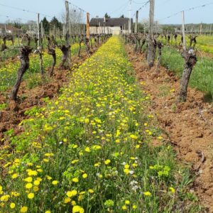 Vigne enherbée en agriculture biologique